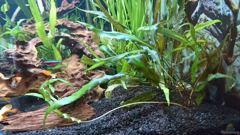 Echinodorus  von Helene (13)