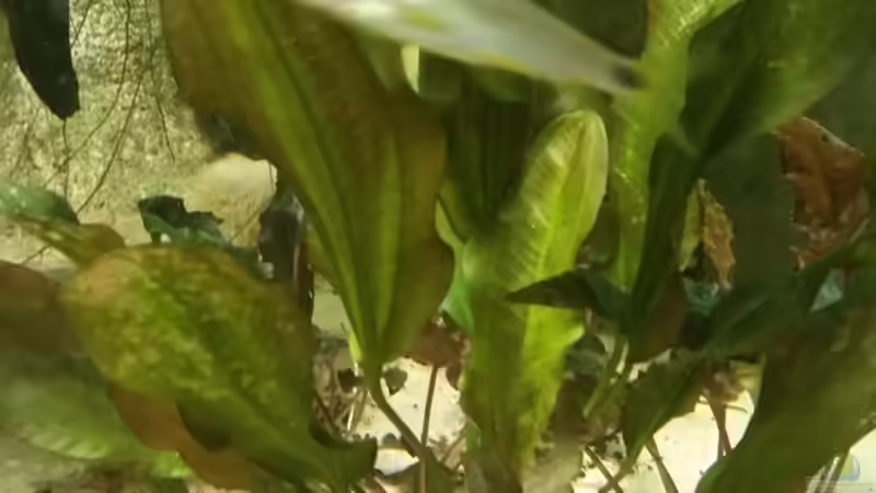 Echinodorus  von Patrick`s Amazonas (6)