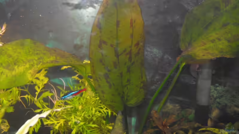 Echinodorus ? von Pebas/Peter (5)