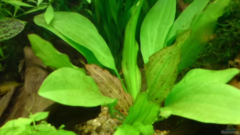 Echinodorus ? von Rico (11)