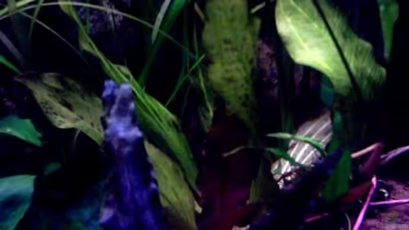 Echinodorus ??????? von Thomas Schmidt (7)