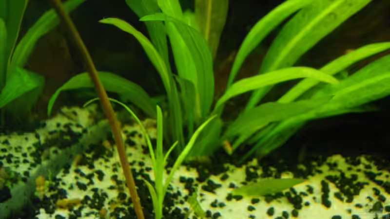 Echinodorus, vorne Zypergras von Lee Kienle (11)