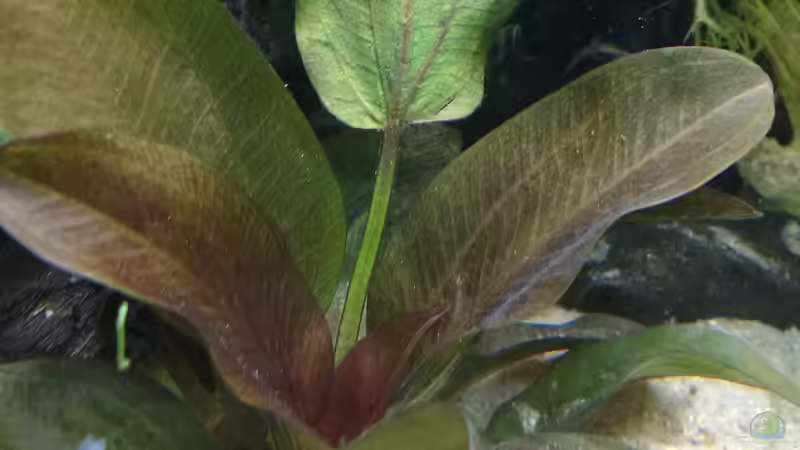 Echinodorus Aflame von Lily (18)