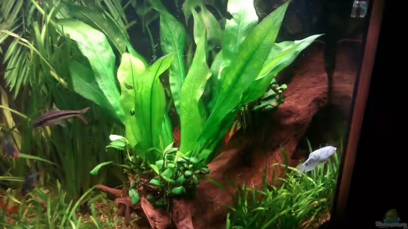 Echinodorus amazonicus // Schwertpflanze von Biffty (11)