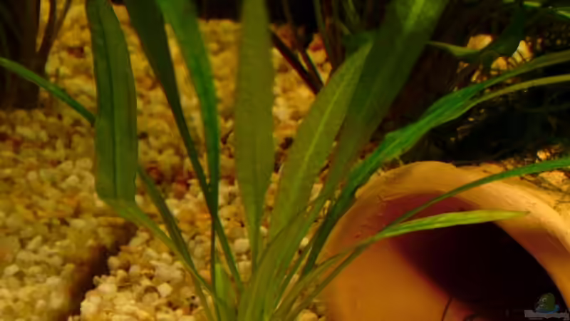 Echinodorus amazonicus von Chris P. (4)