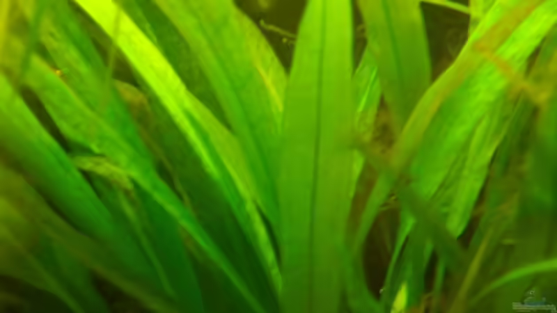 Echinodorus amazonicus von Christopher Walla (6)