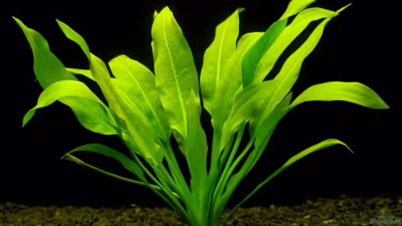 Echinodorus amazonicus von Didi (27)