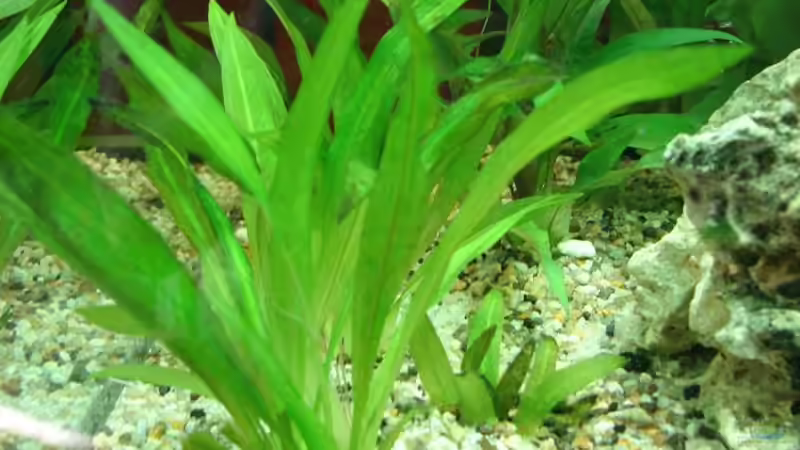 Echinodorus amazonicus von Marcel & Nadine (8)