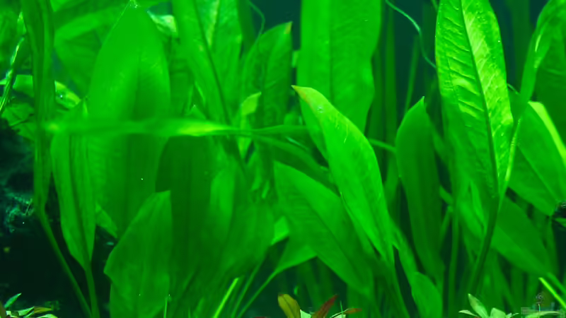 Echinodorus amazonicus von Phil Cave (9)