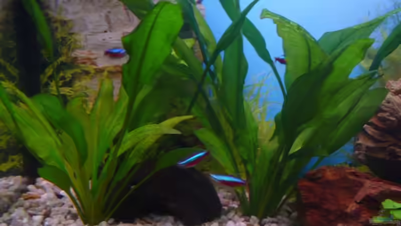 Echinodorus amazonicus von Sven Seidel (4)