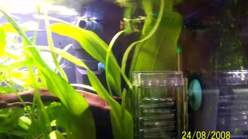 Echinodorus amazonicus von Thomas Schmidt (7)