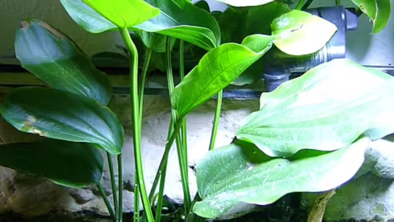 Echinodorus argentinensis, ca. 60 cm hoch von **Die Julia** (6)