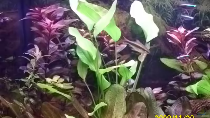 Echinodorus argentinensis, im Hintergrund Ludwiga repens von Spunk (9)