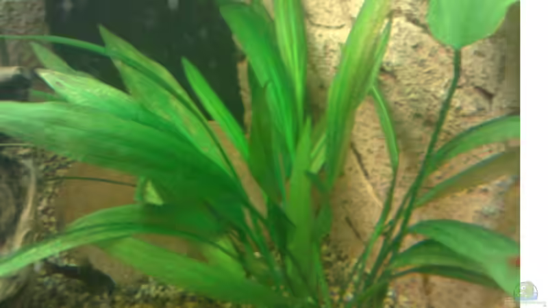 Echinodorus argentinensis von Basti235 (6)