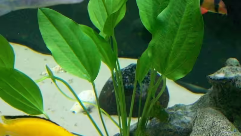 Echinodorus argentinensis von Limbo (9)