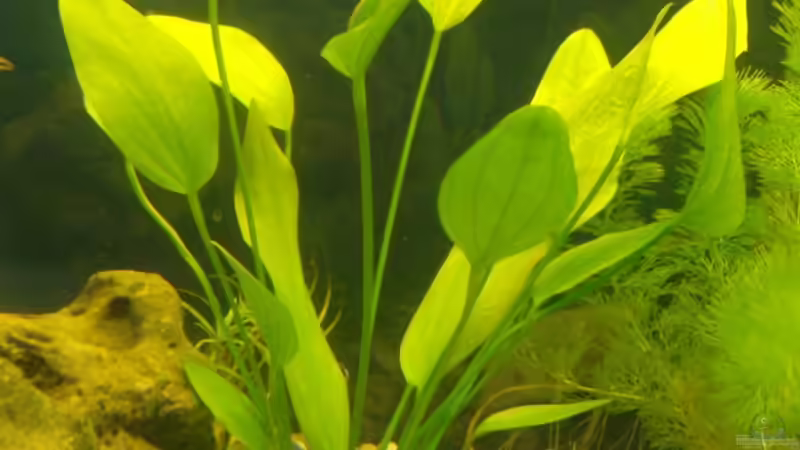 Echinodorus Argentinensis von Mark S. (5)