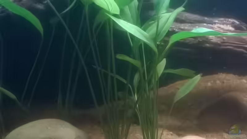 Echinodorus argentinensis von Silvio (3)