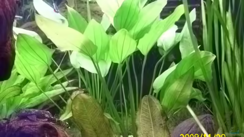 Echinodorus argentinensis von Spunk (8)