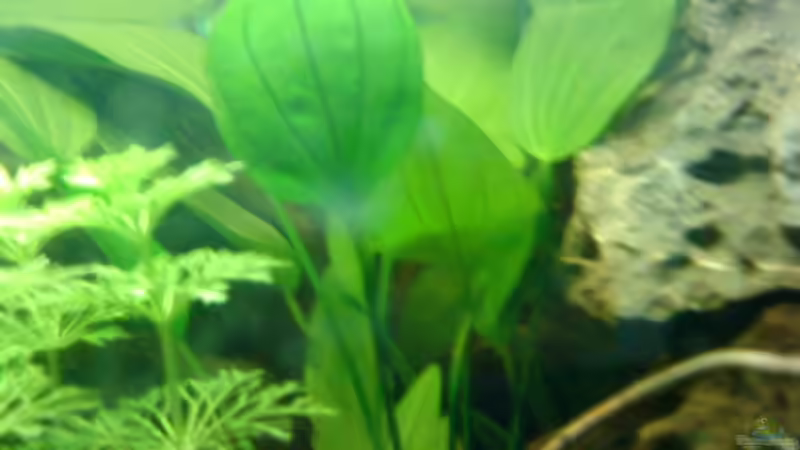 Echinodorus argentinensis von t-time (12)