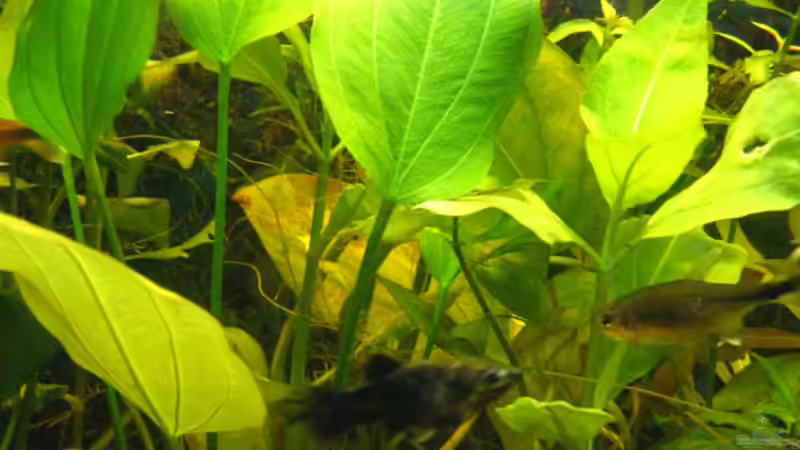 Echinodorus argentinensis von Wassernarr (4)