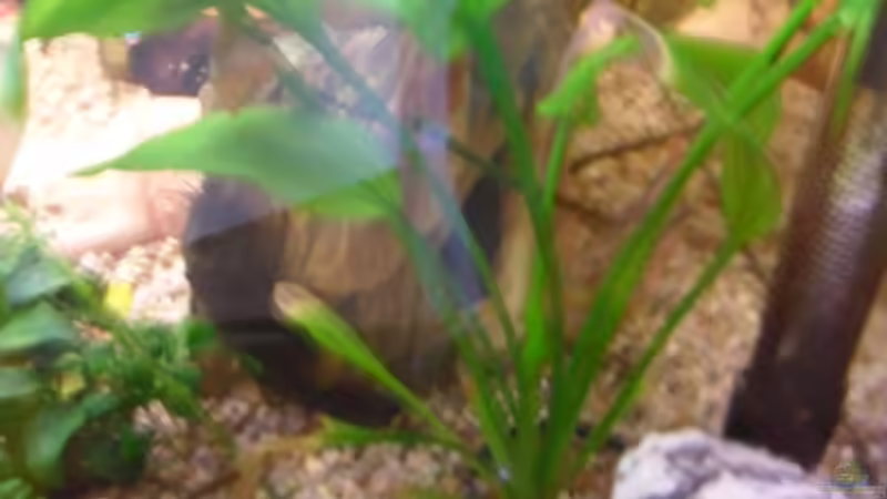 Echinodorus barthii  ( hoffe ist richtig ) von McCena (8)