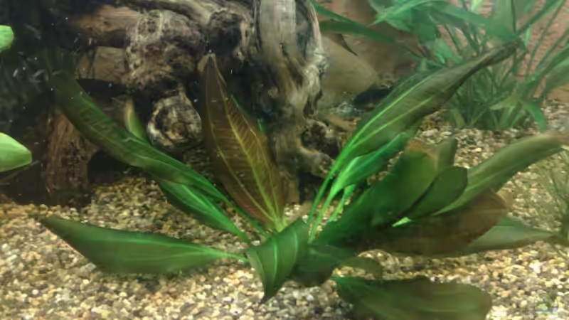 Echinodorus barthii von Basti235 (7)