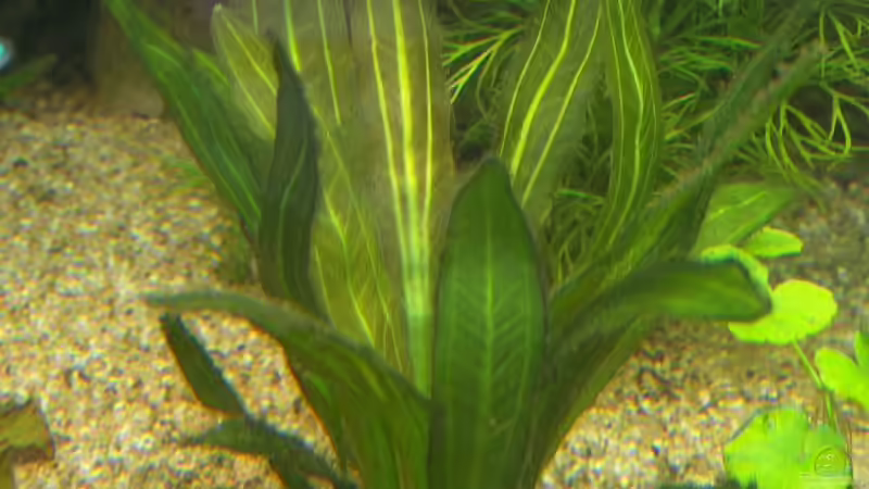 Echinodorus barthii von Daniel Nimmervoll (5)