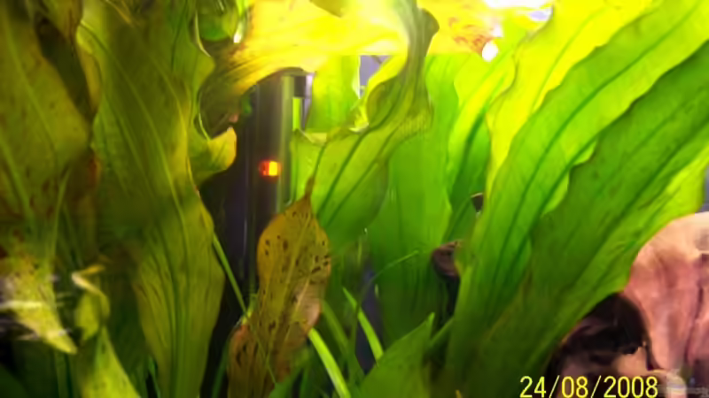 Echinodorus barthii von Thomas Schmidt (4)