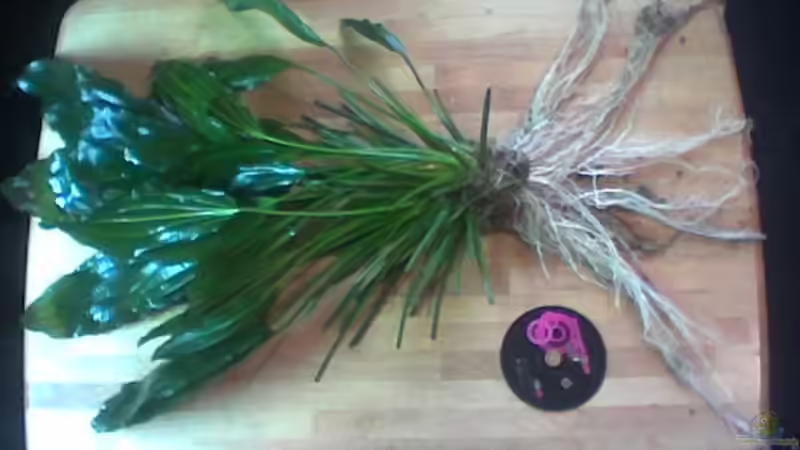 Echinodorus Bild 1 von Freddy Burghartz (5)