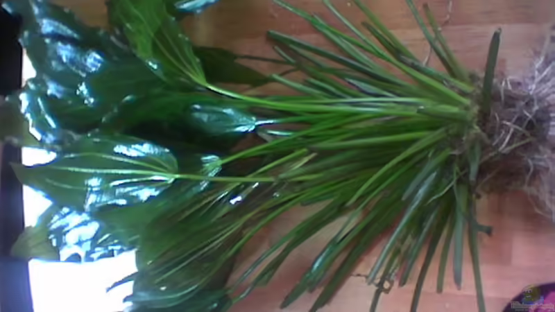 Echinodorus Bild 2 von Freddy Burghartz (6)