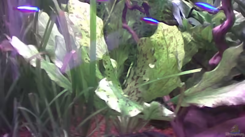 Echinodorus Bild 3 von Freddy Burghartz (7)