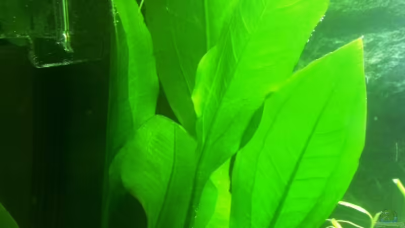 Echinodorus blaheri von bocap (16)