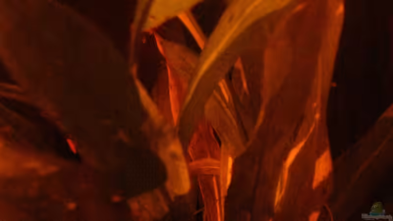 Echinodorus bleherae am 15.06.2013 von Südamerikafreak BK (27)