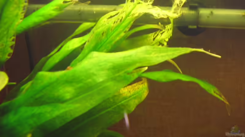 Echinodorus bleherae (Blehers Schwertpflanze) schwächelt nach dem Umbau von Südamerikafreak BK (25)