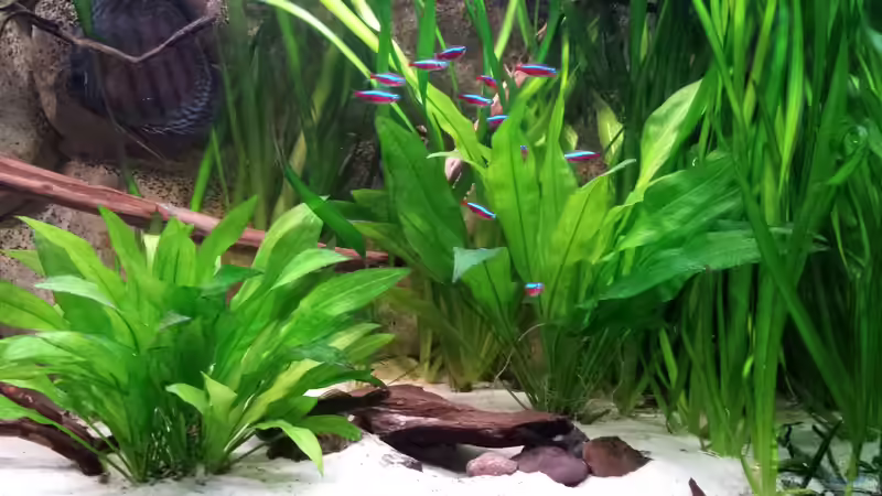 Echinodorus Bleherae Gruppe von Andy Weiss (12)