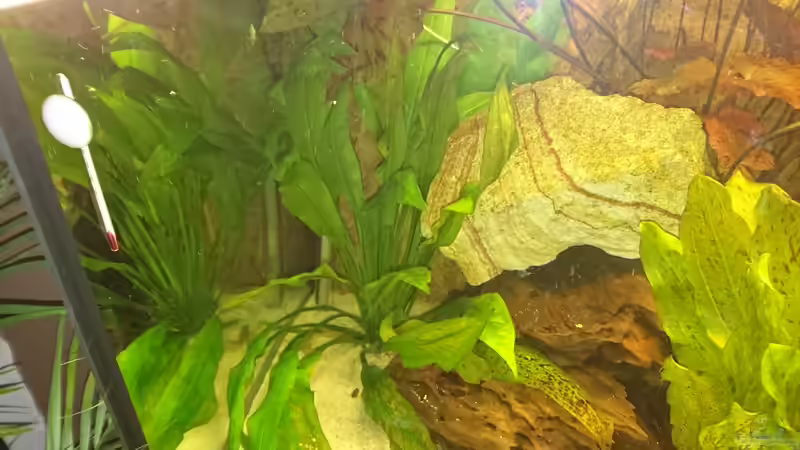 Echinodorus bleherae (Januar 2016) von Wolly (12)