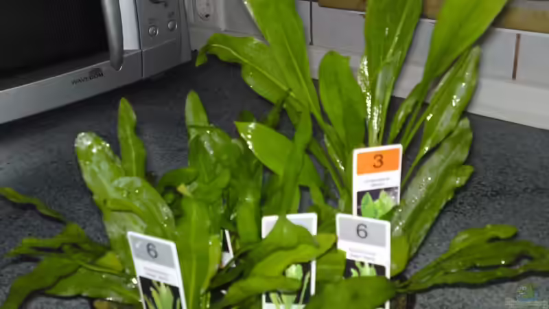 Echinodorus martii im Aquarium pflegen (Einrichtungsbeispiele für Gewelltblättrige Schwertpflanze)