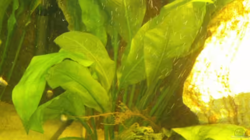 Echinodorus bleherae (September 2015) von Wolly (11)