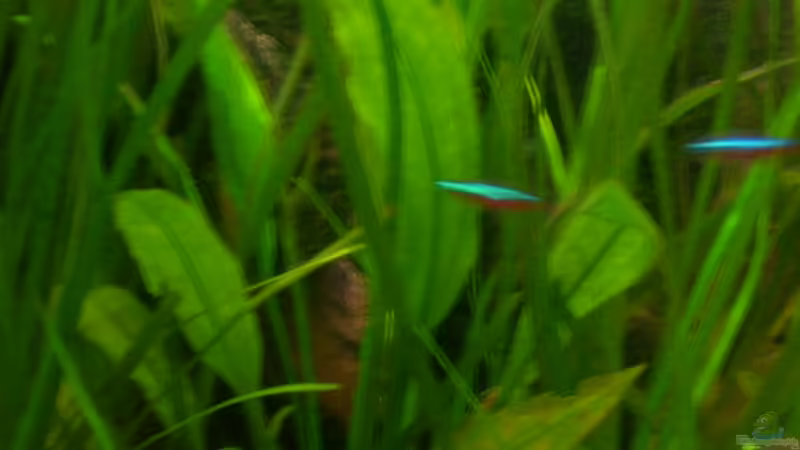 Echinodorus bleherae von @quarium Cologne (36)