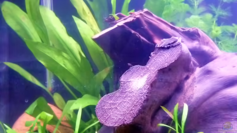 Echinodorus bleherae von Deino (10)