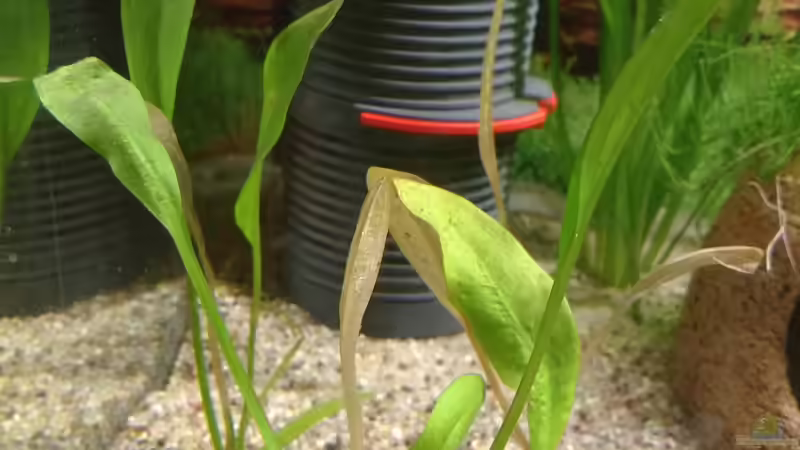 Echinodorus bleherae von Lily (27)