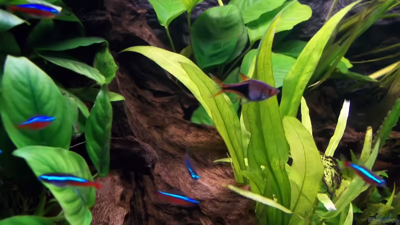 Echinodorus bleherae von Niko P. (14)