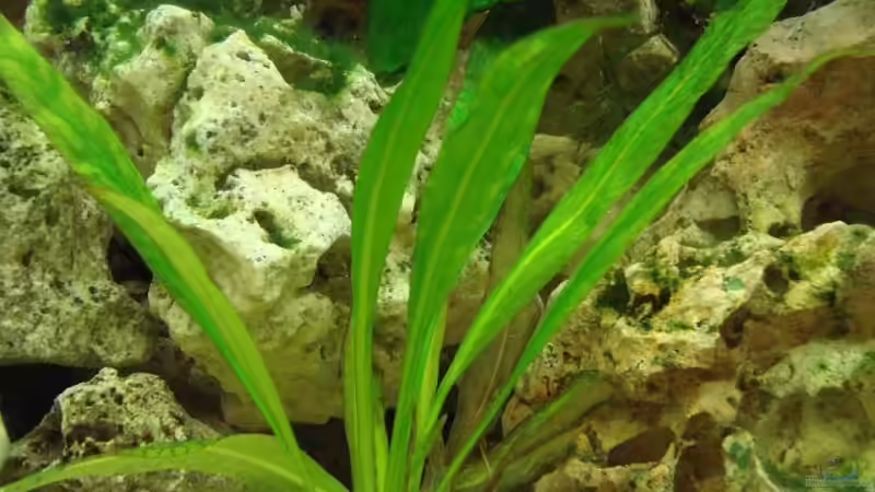 Echinodorus bleherae von Philipp Schneider (6)