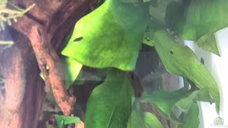 Echinodorus Bleherae von Vancouver2010 (24)