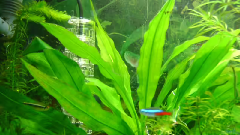 Echinodorus bleheri => heisst die so? von Franz Wüest (16)