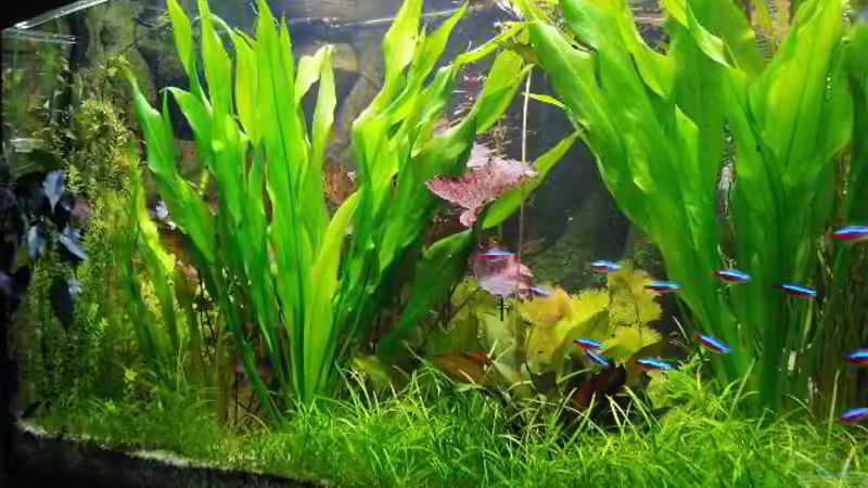 Echinodorus bleheri + Nymphea lotus rot von H.T. (14)