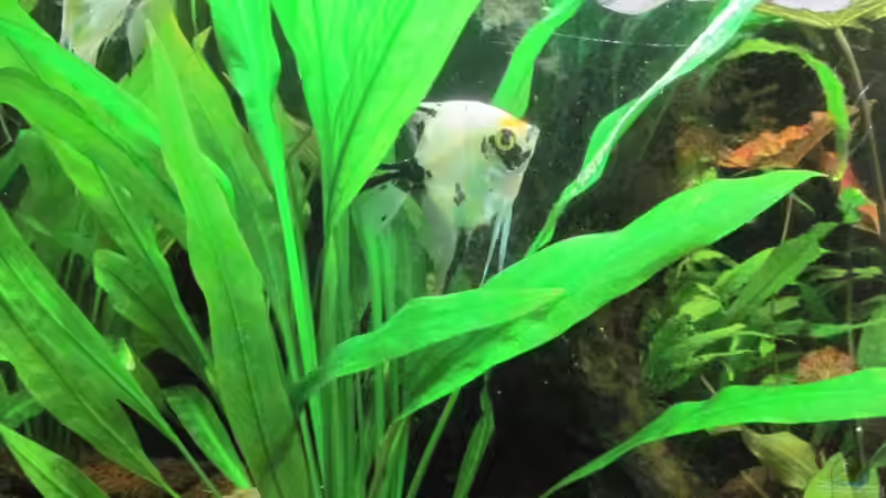 Echinodorus bleheri - Skalarrevier! - von Opodeldok (22)