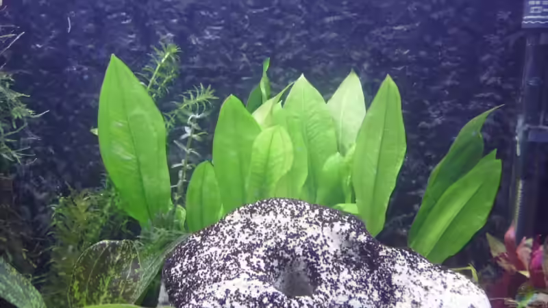 Echinodorus bleheri. von Marcel Wilke (6)