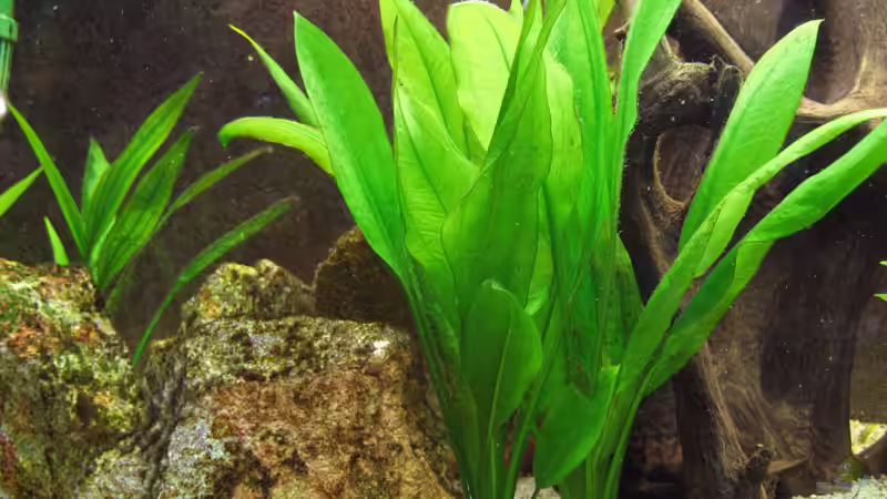 Echinodorus bleheri (05.10.08) von Klaus Kastl (13)