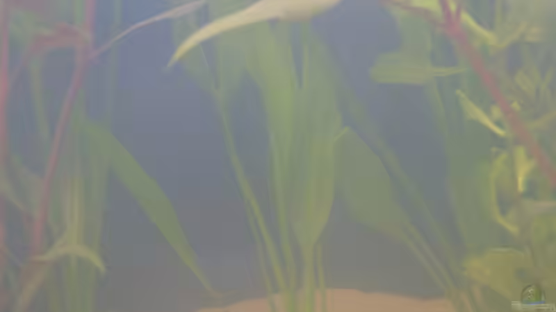 Echinodorus bleheri (15.05.2008) von Domi (10)